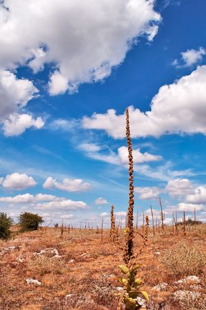 Verbascum thapsus growing on the plateau Karabi in Crimeaの写真素材
