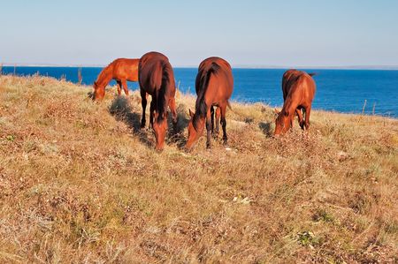 Horses grazing on Cape Kazantip in Crimeaの写真素材