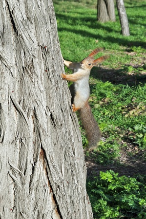Squirrel living in the park Tauride National University in Crimeaの写真素材