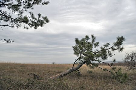 A pine growing on the plateau Karabi-Yayla in Crimeaの写真素材
