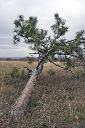 A pine growing on the plateau Karabi-Yayla in Crimeaの写真素材