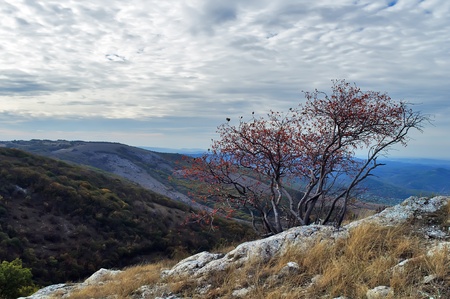 Hawthorn bush growing on the mountain Chater-Dag in Crimeaの写真素材