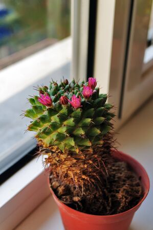 A pot with blooming cactus standing on a windowsillの写真素材