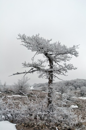 A tree covered with frost on the lower plateau of the mountain Chater-Dag in Crimeaの写真素材
