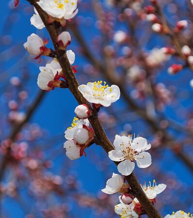 Flowering branch of apricot tree in the Crimeaの写真素材