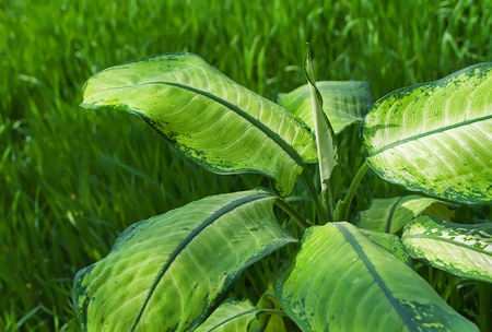 Dieffenbachia flower on a background of green grassの写真素材
