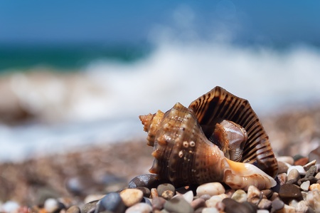 Just taken out of the Black Sea shell Rapanaの写真素材