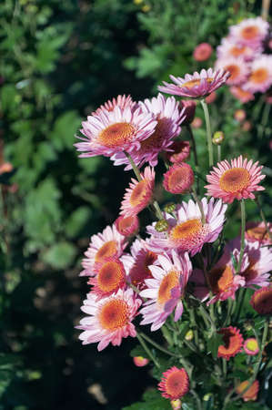 Chrysanthemums at the annual exhibition of Nikita Botanical Gardens in the Crimea, Ukraineの写真素材