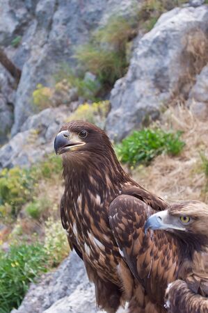 Two eagles on the lookout in the Crimean mountains