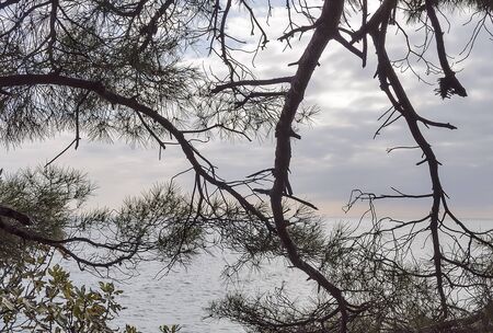 Sea view through the branches of pine treesの写真素材
