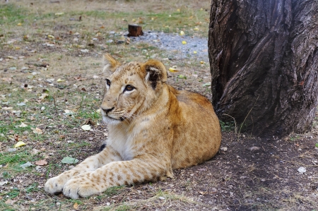 Young lion in safari park Taigan, Crimea, Ukraineの写真素材
