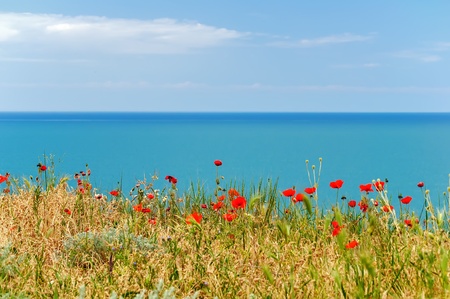 Blooming poppies on the north shore of the Black Sea in Crimea, Ukraineの写真素材