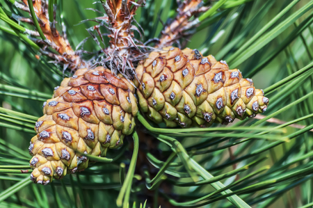 Fragment of pine cones growing in the Crimean mountains, Ukraineの写真素材