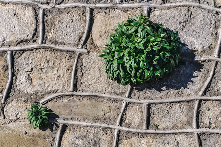 Plants growing on a stone wall in the village Gursuf in Crimea, Ukraineの写真素材