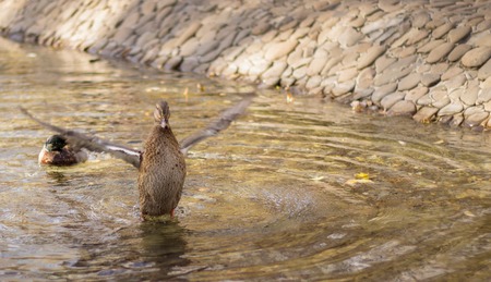 ducks are beautiful birds,they swim in a clean stream,the beauty of nature,they are very funny and interestingの写真素材