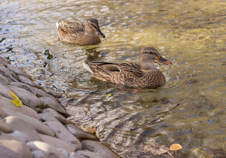 ducks are beautiful birds,they swim in a clean stream,the beauty of nature,they are very funny and interestingの写真素材