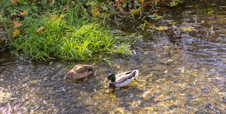 ducks are beautiful birds,they swim in a clean stream,the beauty of nature,they are very funny and interestingの写真素材