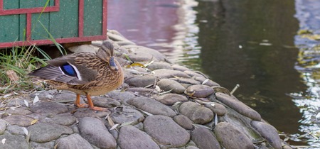 ducks are beautiful birds,they swim in a clean stream,the beauty of nature,they are very funny and interestingの写真素材