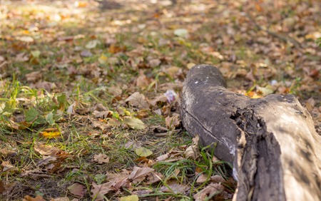 autumn is very beautiful,the photo depicts green grass, yellow autumn leaves, very nice