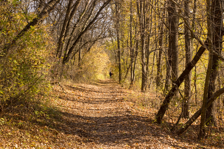 autumn is very beautiful,the photo depicts green grass, yellow autumn leaves, very niceの写真素材