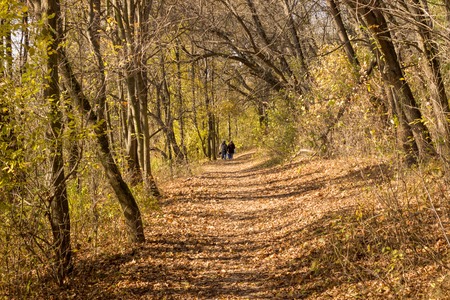 autumn is very beautiful,the photo depicts green grass, yellow autumn leaves, very nice