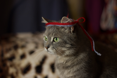 a very sweet grey cat,she's a home favorite,Pets bring into the house of joy and funの写真素材