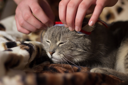 a very sweet grey cat,she's a home favorite,Pets bring into the house of joy and funの写真素材