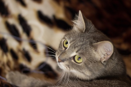 a very sweet grey cat,she's a home favorite,Pets bring into the house of joy and funの写真素材