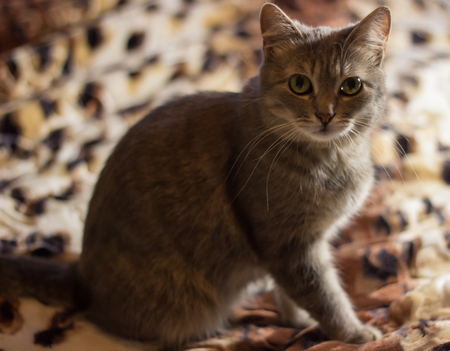 a very sweet grey cat,she's a home favorite,Pets bring into the house of joy and funの写真素材