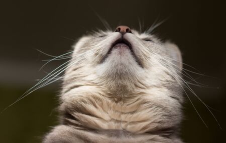 very beautiful and interesting grey cat,young, and healthy,well posing in the photo