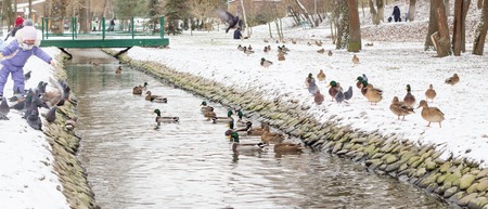 the beauty of Ukrainian nature, ducks swim in the creek in the winter in parkのeditorial素材