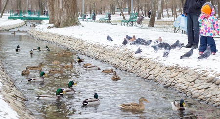 the beauty of Ukrainian nature, ducks swim in the creek in the winter in park