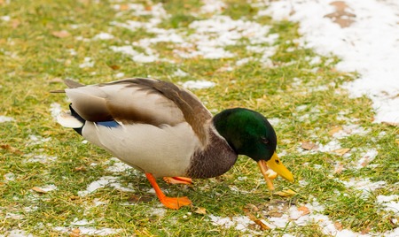 the beauty of nature of Ukraine, duck in the open air in winter is very beautifulの写真素材