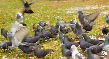 Urban birds in the park in winter is our feathered friends, they are very fun and interestingの写真素材