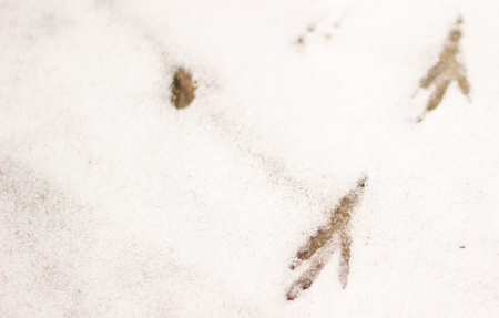 paw prints of birds on the white snow in the winter is what surrounds us