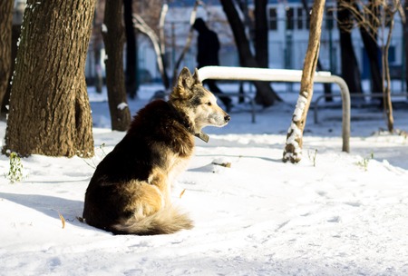 beautiful dog with a collar in the winter on the street, one is a social problem of homelessnessの写真素材