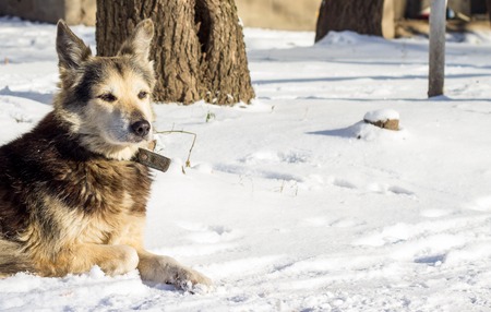 beautiful dog with a collar in the winter on the street, one is a social problem of homelessnessの写真素材
