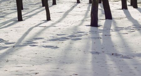 beautiful winter landscape, the sun is shining, fresh and cold outdoorsの写真素材