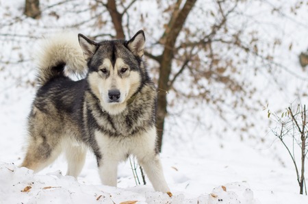 dog breed husky walk in winter park beautiful landscapeの写真素材