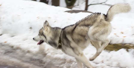 dog breed husky walk in winter park beautiful landscapeの写真素材