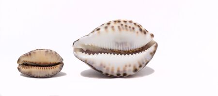 seashells isolated on white background, very beautiful, a symbol of tourism and recreationの写真素材