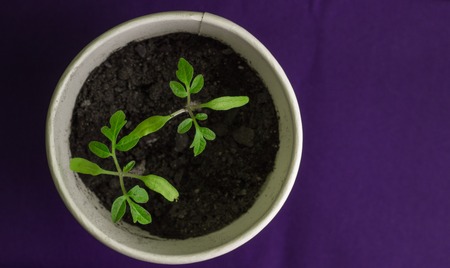 tomato seedling in a cardboard cup for background tissue grows at homeの写真素材