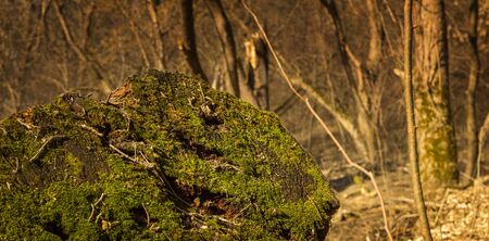 Texture of a fallen tree surface texture, growing moss and lying foliage, spring natural backgroundの写真素材