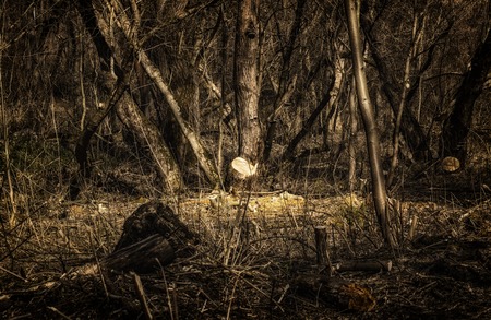 The magical spring forest, the month of March beautiful landscape, in the woods quietly and no one around, a great place to relax in nature and meditation, clean air around, rest from the city bustleの写真素材