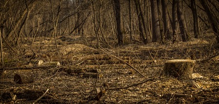The magical spring forest, the month of March beautiful landscape, in the woods quietly and no one around, a great place to relax in nature and meditation, clean air around, rest from the city bustleの写真素材