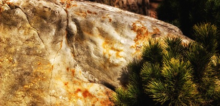 Stone and spruce in the city park, the nature around usの写真素材