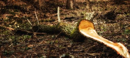 A log covered with moss in a magical spring forest, a wood texture