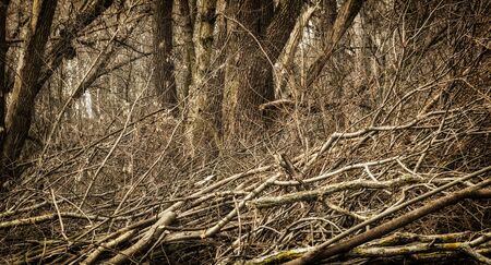 A pile of firewood in the spring forest, the beauty of nature, a stock of wood, raw materialsの写真素材