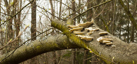 Wood background mushrooms on wood texture of thick trunkの写真素材