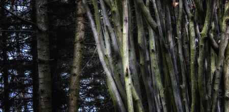 Thin trees on a pine background a magical forest view